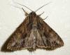 Apamea monoglypha
